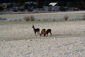 Image showing deer in winter