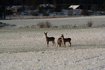 Image showing Deer