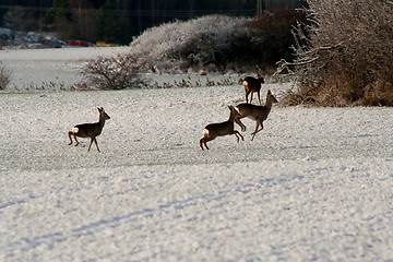 Image showing running deers