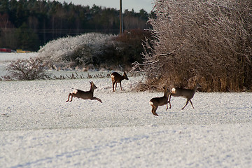 Image showing running deer