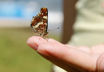 Image showing Butterfly on a hand