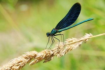 Image showing Blue dragonfly