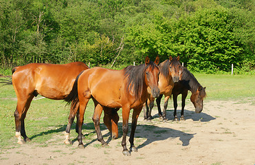 Image showing Horses