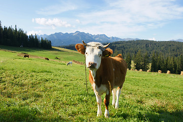 Image showing Cow in mountain