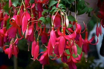 Image showing Fuschia