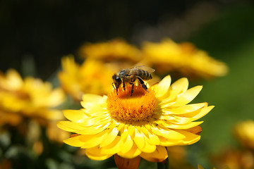 Image showing Bee on yellow flower