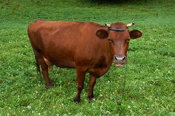 Image showing Cow