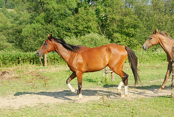 Image showing Horses