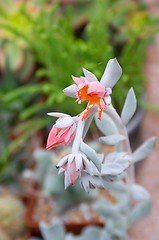 Image showing Exotic flower