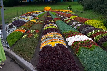 Image showing Decorative artistic flower-bed