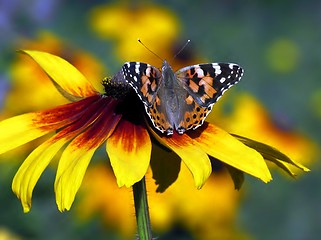 Image showing butterfly on flower