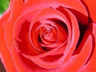 Image showing Rose