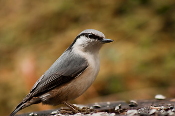 Image showing nuthatch