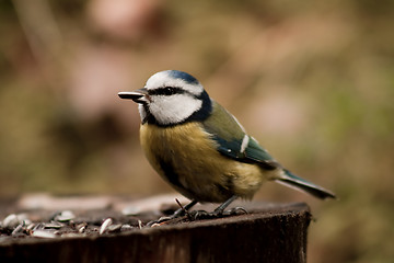 Image showing blue tit