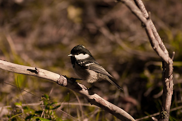 Image showing Coal tit