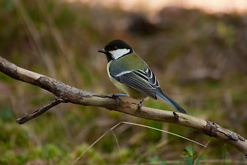 Image showing great tit