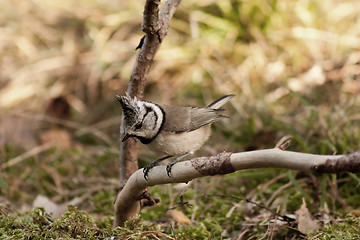 Image showing Crested tit