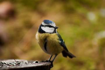 Image showing blue tit