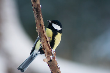 Image showing great tit