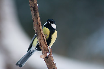 Image showing great tit