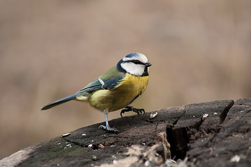 Image showing blue tit