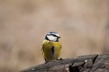 Image showing blue tit