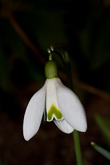 Image showing snowdrop