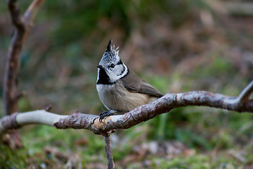 Image showing Crested tit