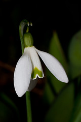 Image showing snowdrop