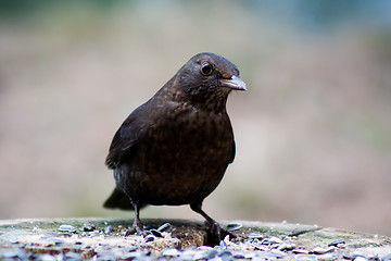 Image showing blackbird