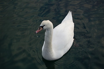 Image showing Swan 28.01.2006