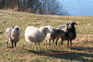 Image showing Sheep 25.01.2006