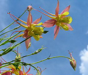 Image showing Aquilegia flowers