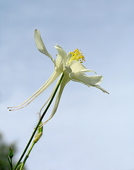 Image showing Aquilegia flowers