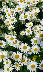 Image showing Daisy meadow