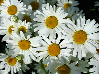 Image showing Daisy meadow
