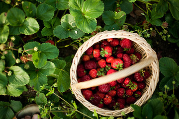 Image showing Garden strawberry