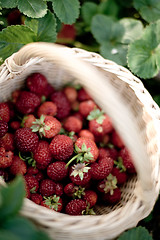 Image showing Garden strawberry