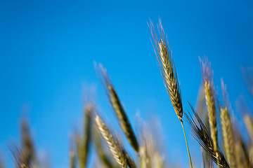 Image showing close-up of wheat ear