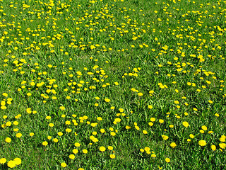 Image showing Dandelion meadow