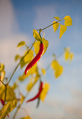 Image showing Chilly peppers