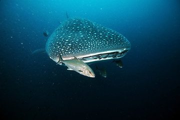 Image showing Approaching head of whale shark