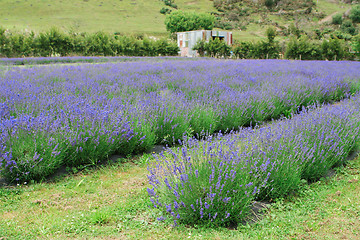 Image showing Lavender farm.