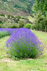 Image showing Lavender farm.