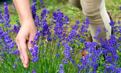 Image showing Lavender farm.