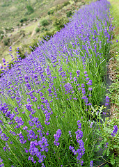 Image showing Lavender farm.