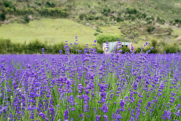 Image showing Lavender farm.