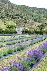 Image showing Lavender farm.