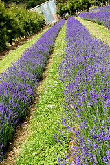 Image showing Lavender farm.