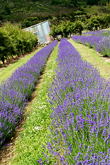 Image showing Lavender farm.